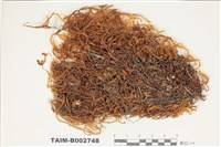 藏品(蔓苔科)的圖片